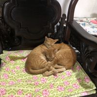 Our favourites - Aloo and Bombay  at Jack's Cat Cafe in Hoi An