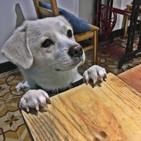 Doggy love  at La Studio in Hanoi