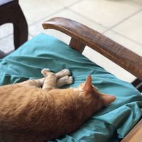 Kitty  at Simple Things in Kampot