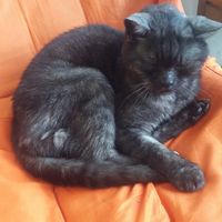 Onenof the gorgeous resident cats   at Simple Things in Kampot