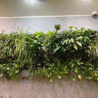 Beautiful decoration from living plants at Vegan Love in Budapest