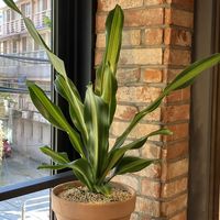  at DalYang - Sweet Kitten 달냥 in Seoul