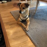 The doggy! at DalYang - Sweet Kitten 달냥 in Seoul