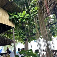   at Coconut Monkey in Koh Tao