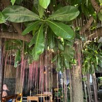 Beautiful tree on the terrace 💕  at Coconut Monkey in Koh Tao