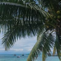 Views from coconut monkey 😍 at Coconut Monkey in Koh Tao