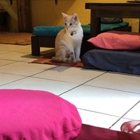 Cat!   at The Vegan Temple by Prasada in Cusco
