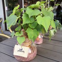 The sweet potato plant decorations are Pinterest worthy! at Anh Dao in Berlin