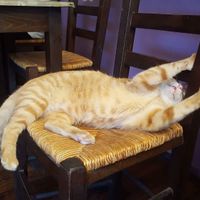 The cat at ONO in Rhodes