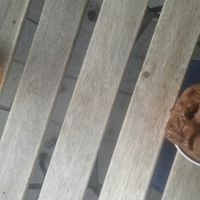 some vegan icecream at 18 Smaker Glassmakeri in Stockholm