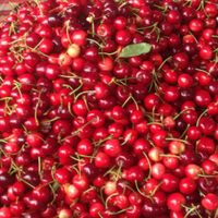 Sweet cherries  at Pryvoz Market in Odessa