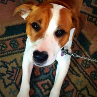 Donald the dog  at Glazed - Maybe closed in Brighton