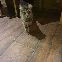 Hauskatze at Trivoli Vegan Kafeneio in Athens