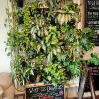 Very cute plant wall 😍 at Green Table  in Santa Barbara