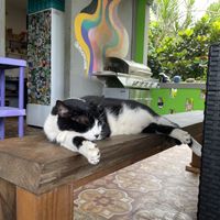 Cute island kitty   at Degree 18 Juice Bar in Palmer