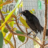 This friend came to sing us a song at Degree 18 Juice Bar in Palmer