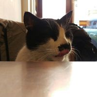 The local Cat, enjoys the people. at Huggers - 허거스 in Seoul