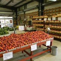 Locally grown peaches at Bailey's Produce & Nursery in Pensacola