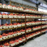 Locally grown peaches at Bailey's Produce & Nursery in Pensacola