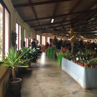 they also sell plants at Mercadillo Puntagorda in La Palma