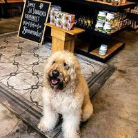 Pet friendly!!  at La Sanahoria - Barranco in Lima