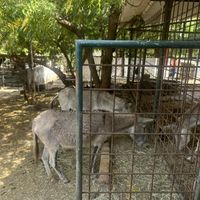 Animal sanctuary  at Hofi Cas Cora in Willemstad