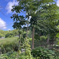 Papaya tree  at Hofi Cas Cora in Willemstad