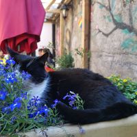 West the cat at The Secret Garden in Galway