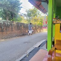  at Bodhi Tree Cafe in Chiang Mai