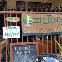  at Bodhi Tree Cafe in Chiang Mai