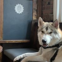 Dog friendly  at The Angel Microbrewery in Nottingham