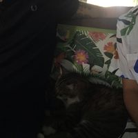 Cats around  at Distrato Cafe in Paros