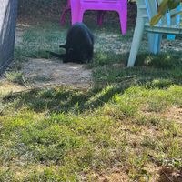 Friendly locals. at Mostarlic in Bouconville