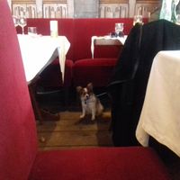 dog friendly :-) at La Salamandre in Etretat