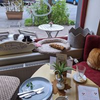 Kitties! at Milou in Aachen