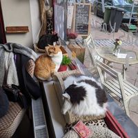 More kitties!! They love the window at Milou in Aachen