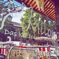 Cat Cafe at Milou in Aachen
