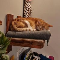 One female cat sleeping #Veganuary at Milou in Aachen