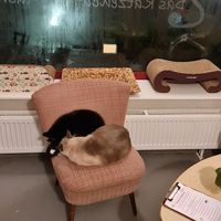 Two male cats sleeping #Veganuary at Milou in Aachen