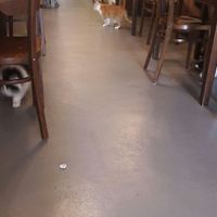 die Katzen  at Milou in Aachen