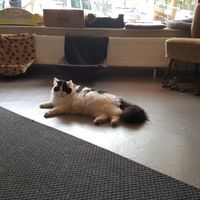 balu at Milou in Aachen