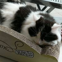 Balu the cat! at Milou in Aachen