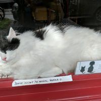 Balu the cat in the storefront window. at Milou in Aachen