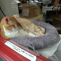 Ruby the cat in the storefront window. at Milou in Aachen