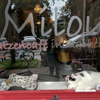 Storefront window with Balu the cat at Milou in Aachen