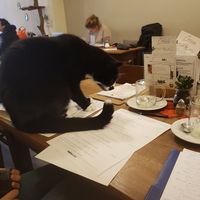 Klik hilft bei den Uni aufgaben 🐱 at Milou in Aachen