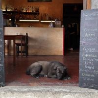 Perrito  at Le Campane in Oaxaca
