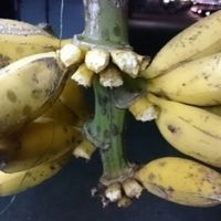 Silver Bananas  at A Requinha - Food Trailer in Ponta Delgada