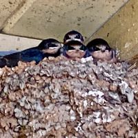 Sweet nest of swallows.  at Priest Station Cafe in Big Oak Flat