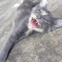 cute little cat hangn' out back  at Jai Mai Jumjay in Chiang Mai